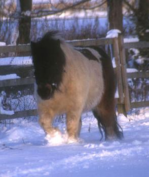 shettisvain.jpg